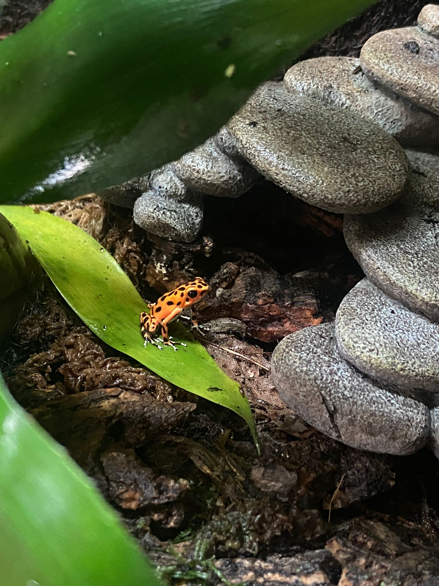 Featured image of post The Frog Watch