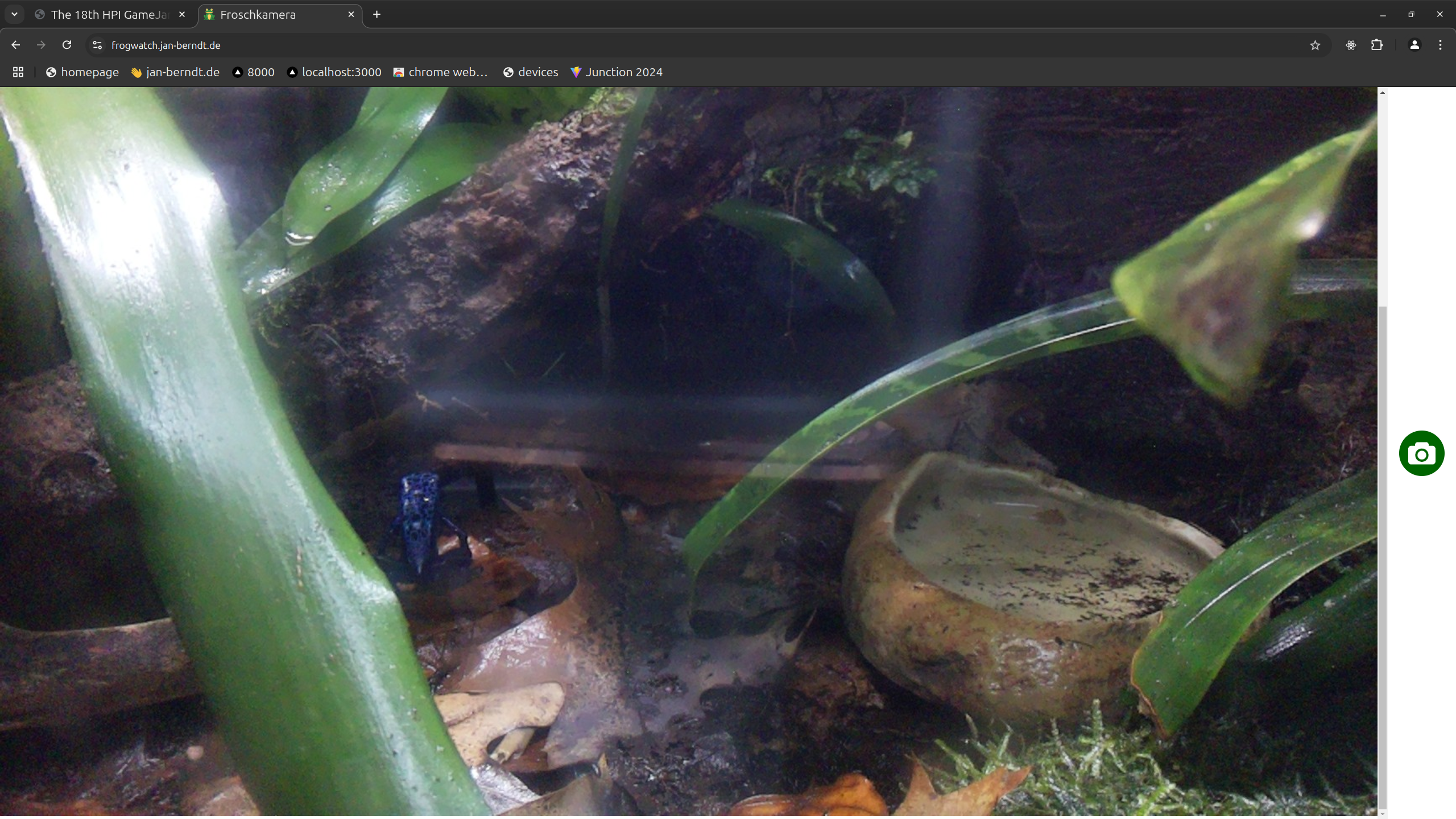 Screenshot of the website livestreaming a blue frog